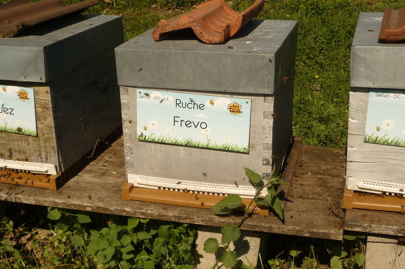 La ruche Frevo
