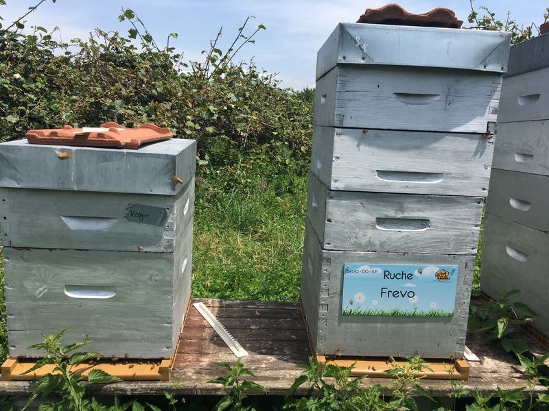 La ruche Frevo