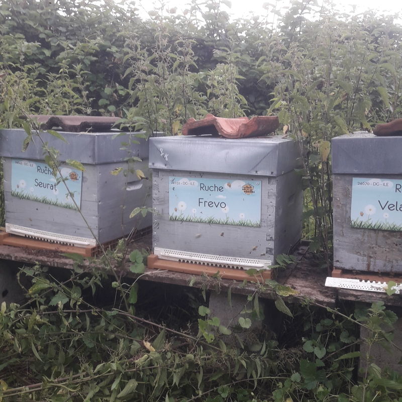 La ruche Frevo