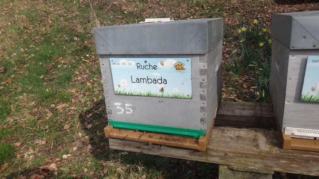 La ruche Lambada
