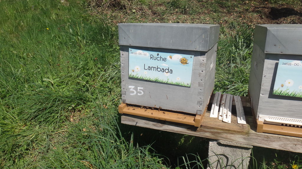 La ruche Lambada