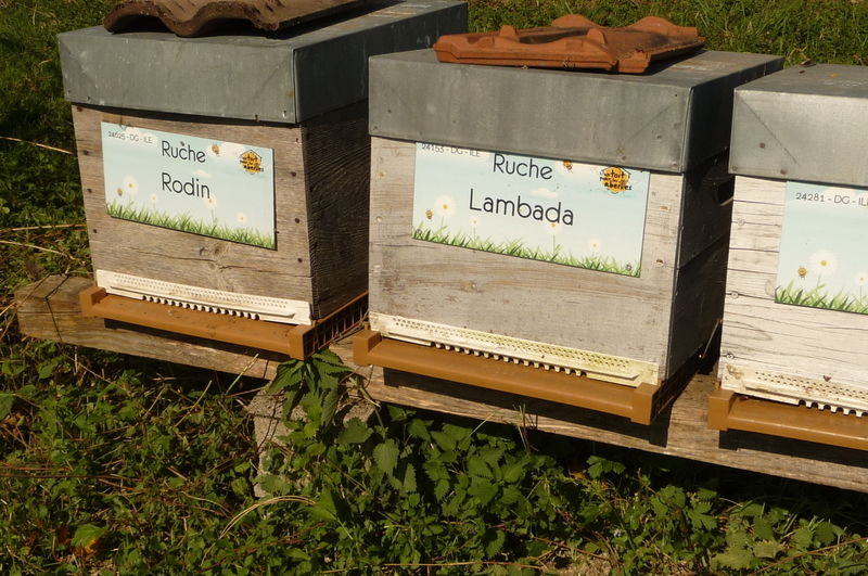La ruche Lambada