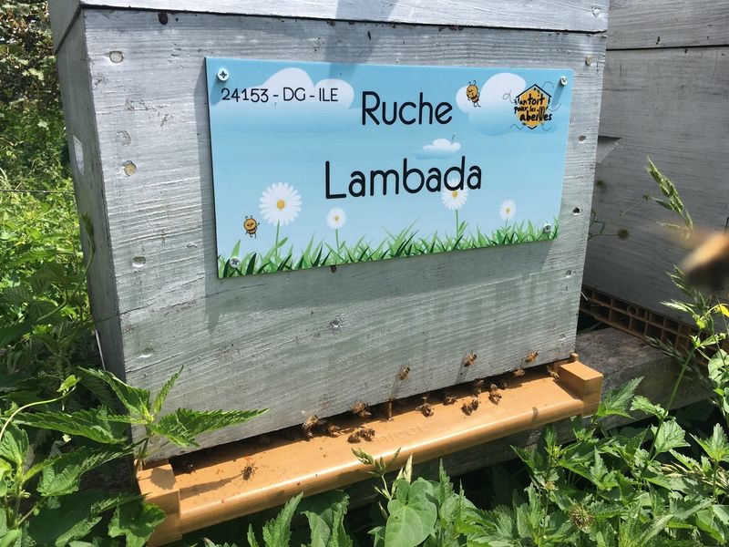 La ruche Lambada