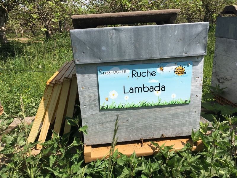 La ruche Lambada