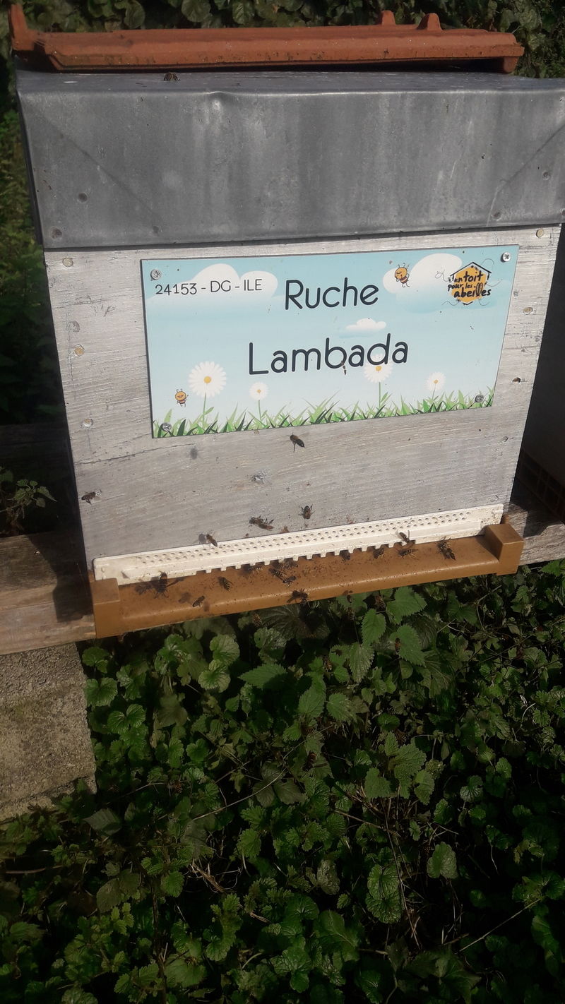 La ruche