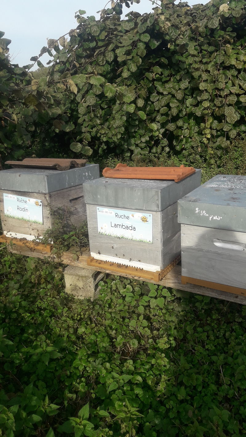 La ruche Lambada