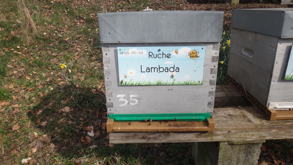 La ruche Lambada
