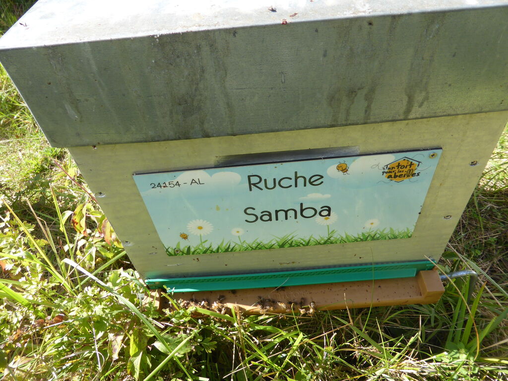 La ruche Samba