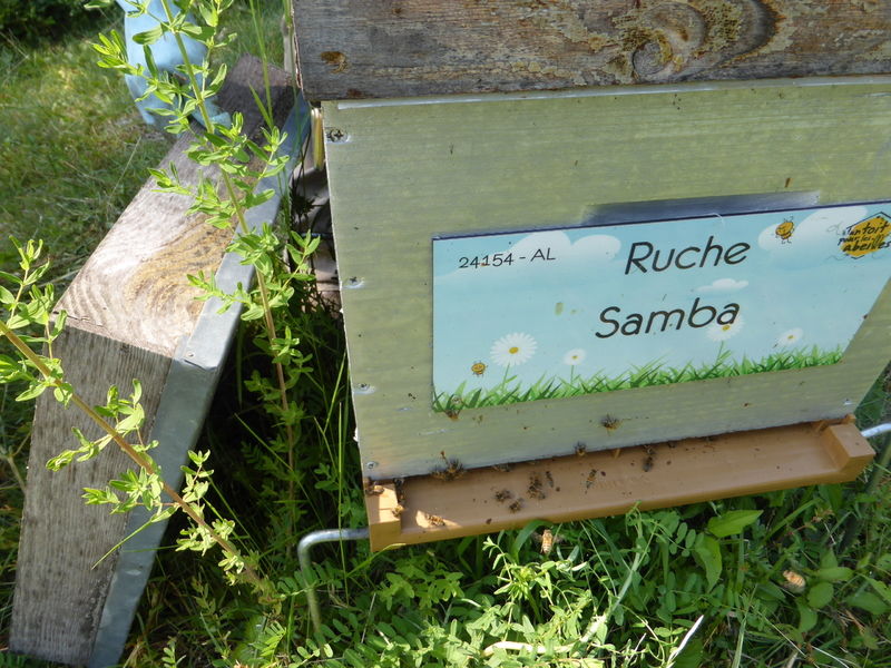 La ruche Samba