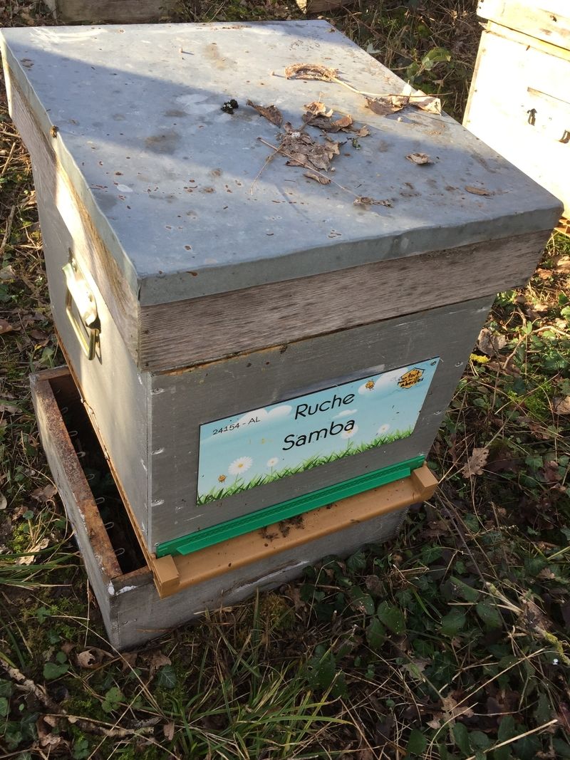 La ruche Samba