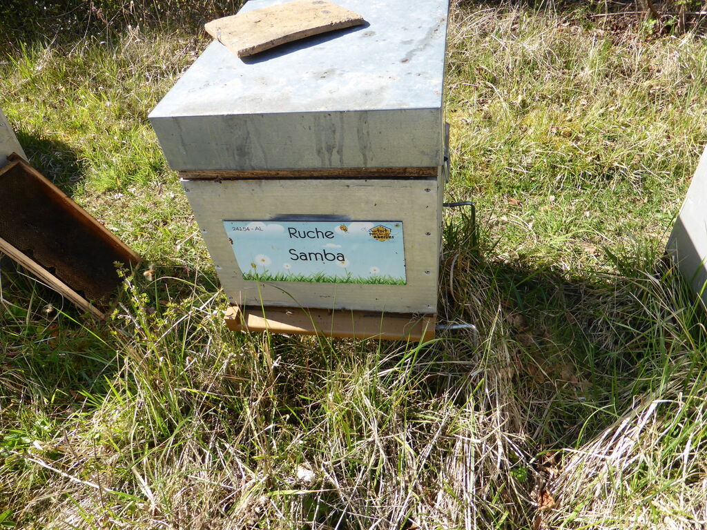 La ruche Samba