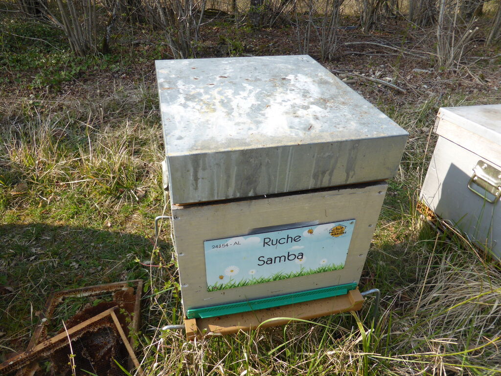La ruche Samba