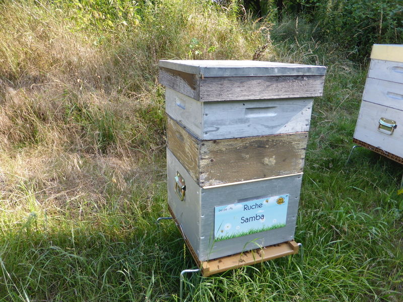La ruche Samba