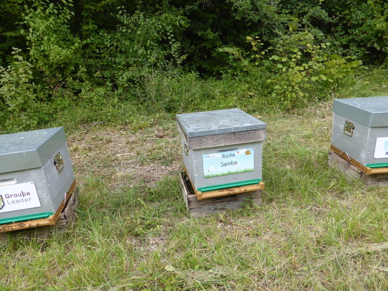 La ruche Samba