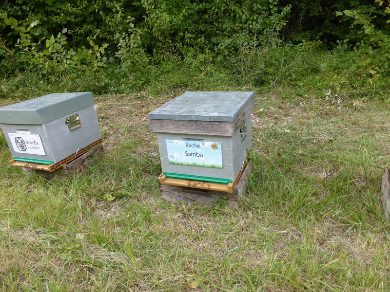 La ruche Samba