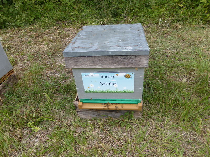 La ruche Samba