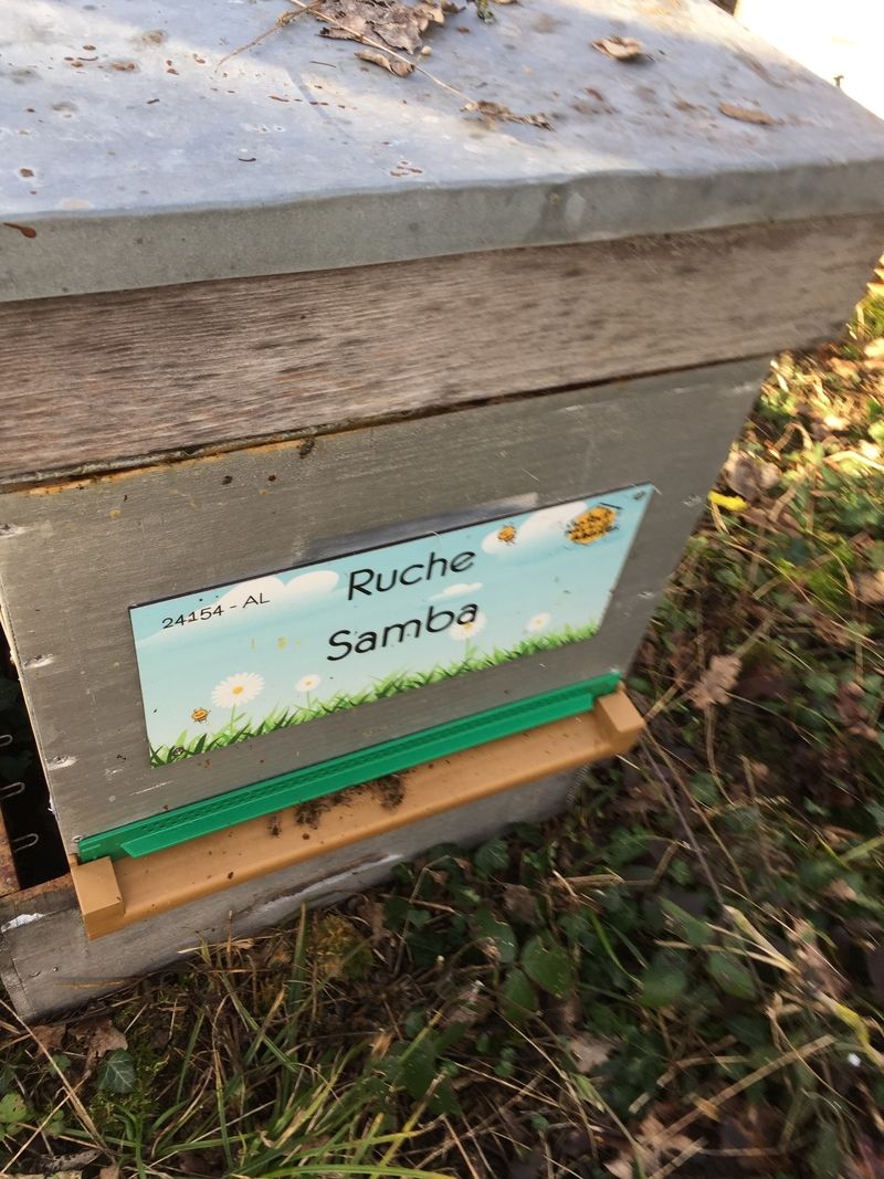 La ruche Samba
