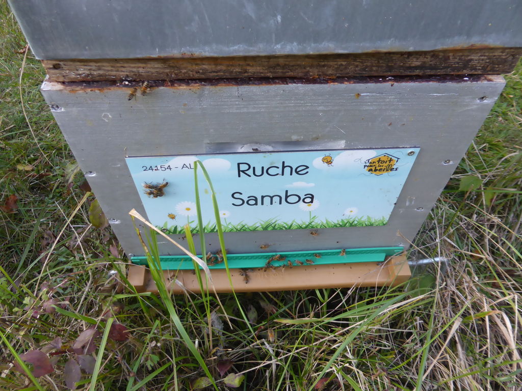 La ruche Samba
