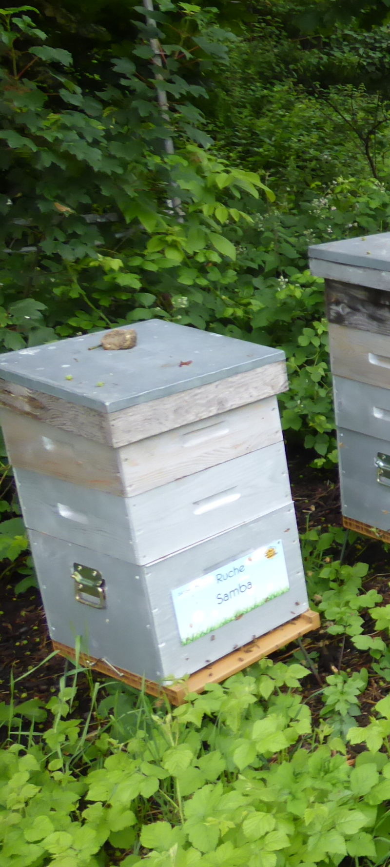 La ruche Samba