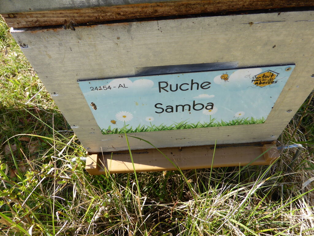La ruche Samba