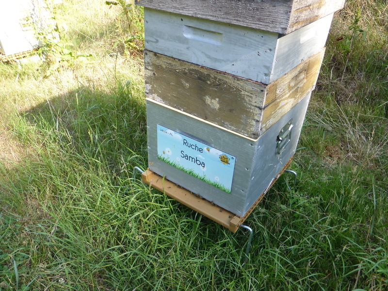 La ruche Samba