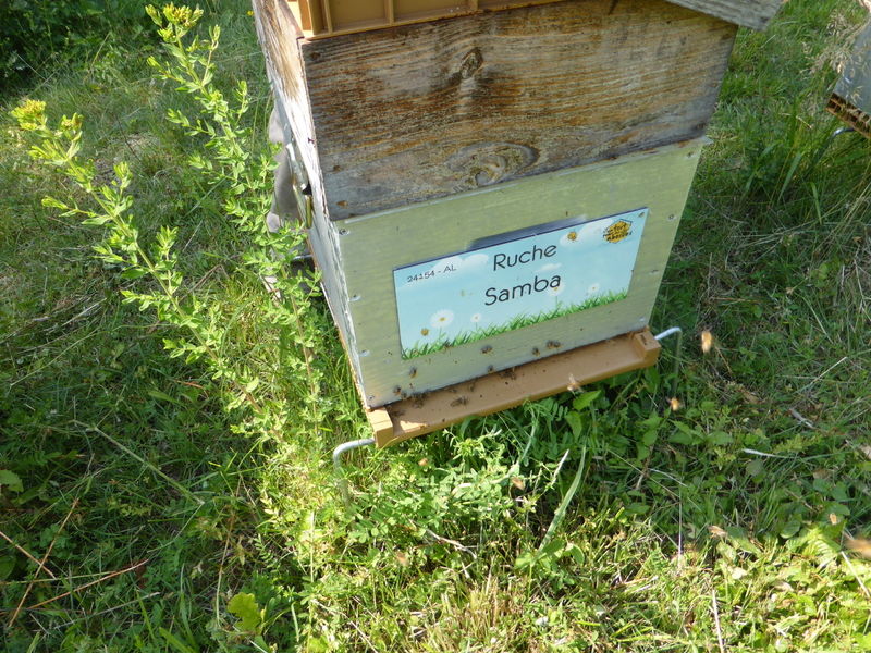 La ruche Samba
