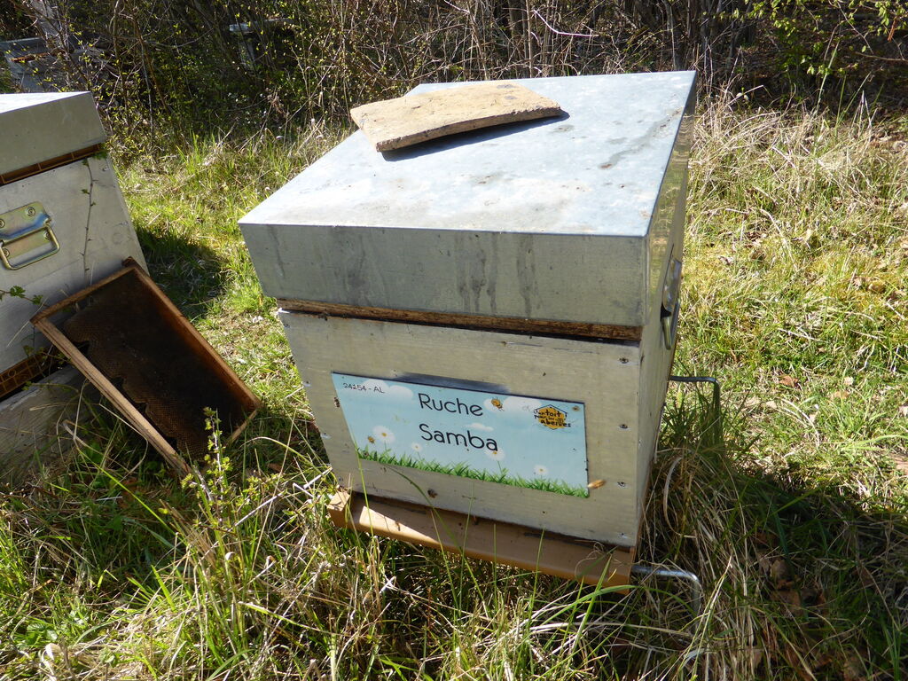 La ruche Samba