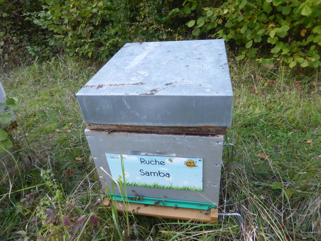 La ruche Samba