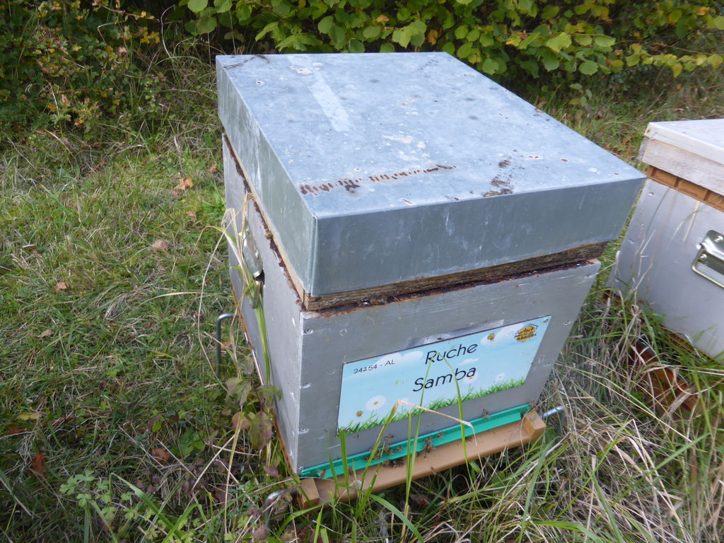 La ruche Samba