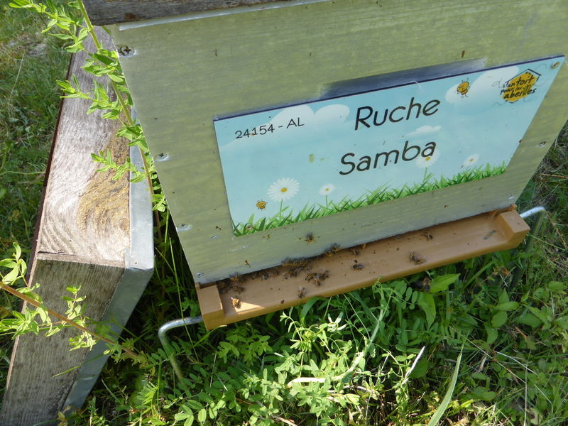 La ruche Samba