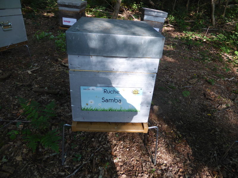 La ruche Samba