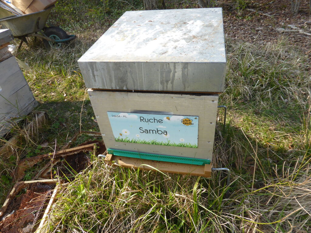 La ruche Samba