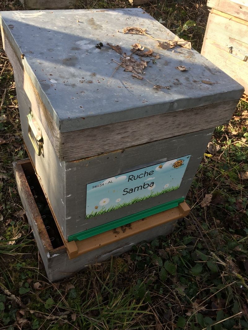 La ruche Samba