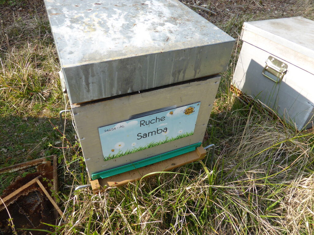 La ruche Samba
