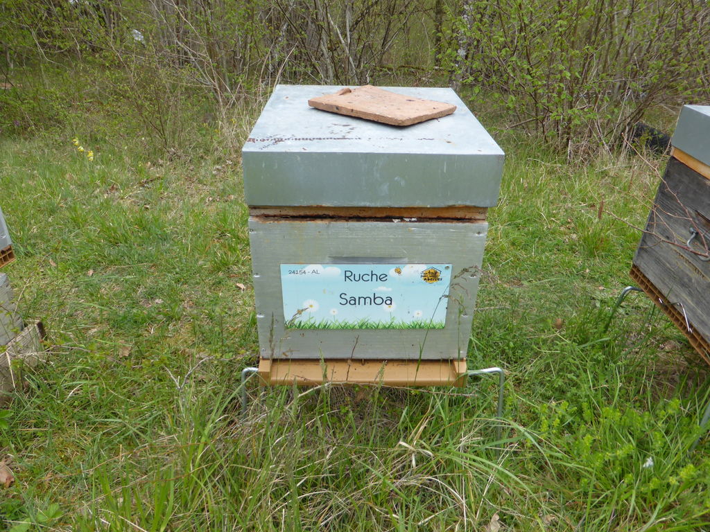 La ruche Samba