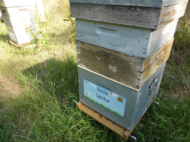 La ruche Samba