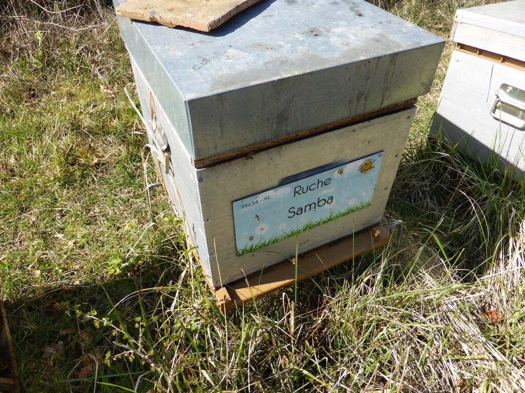 La ruche Samba