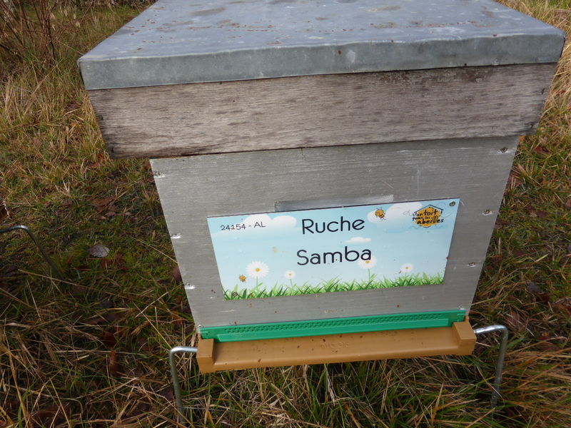 La ruche Samba