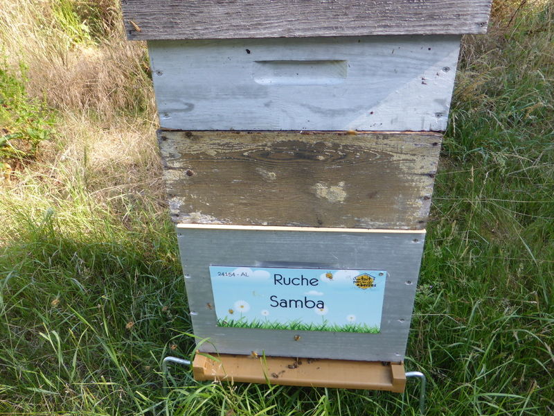 La ruche Samba