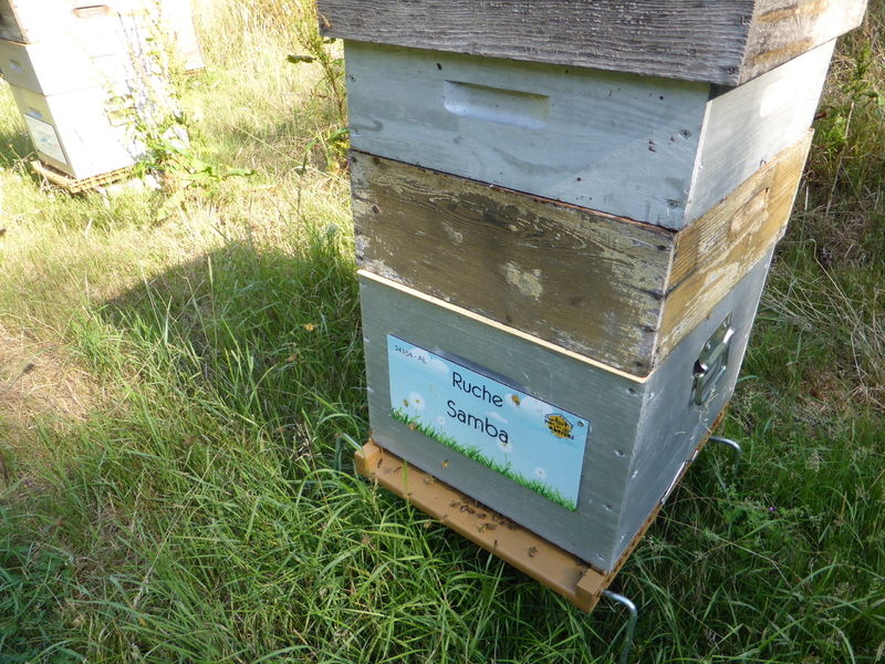 La ruche Samba