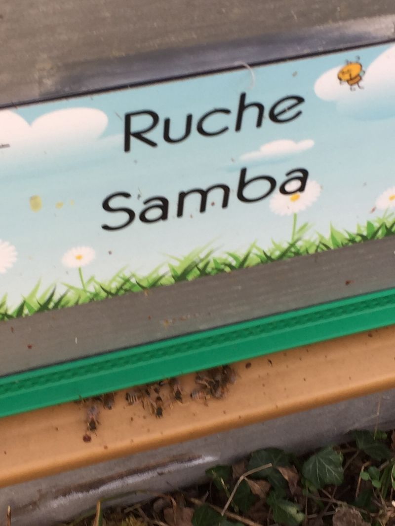 La ruche Samba