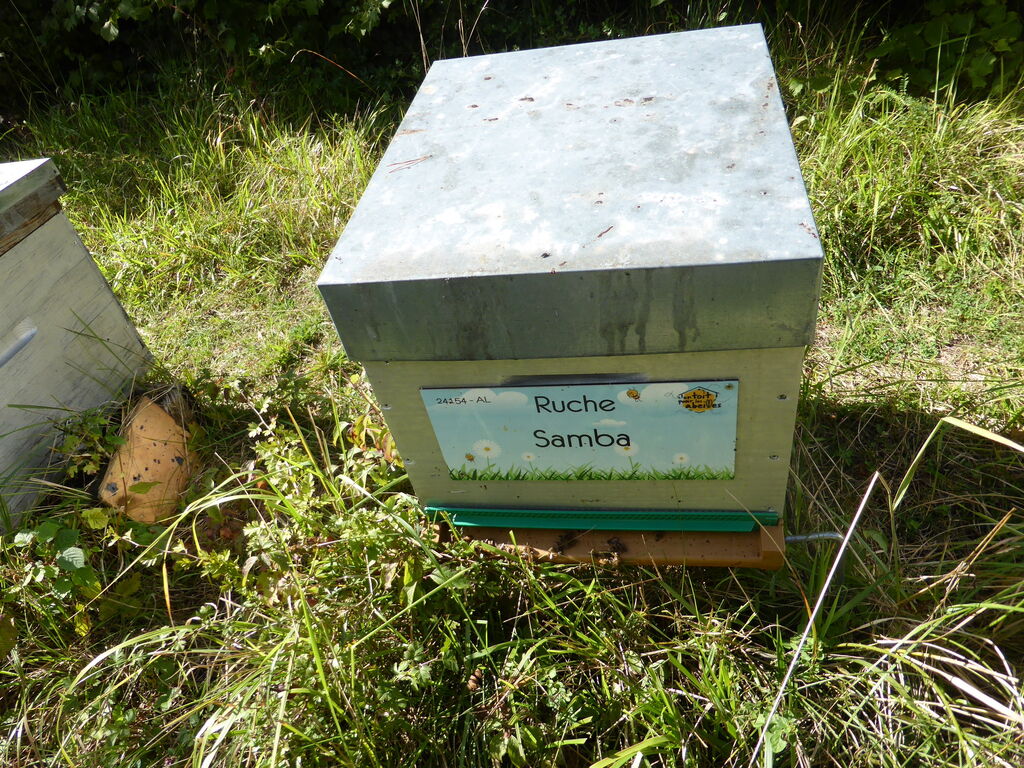La ruche Samba