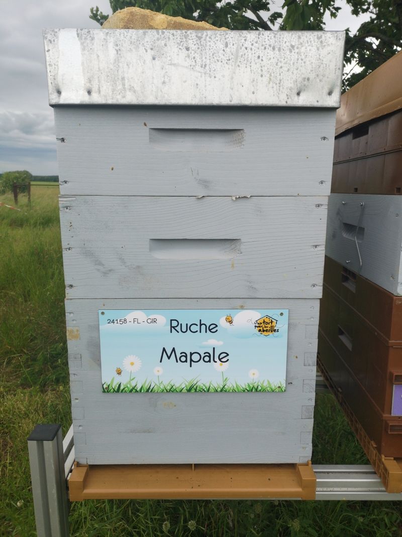 La ruche