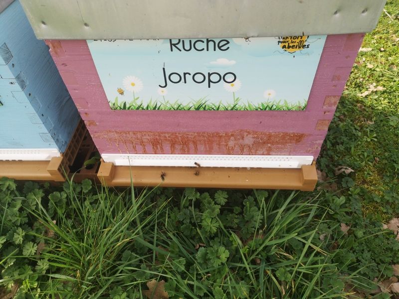 La ruche Joropo 