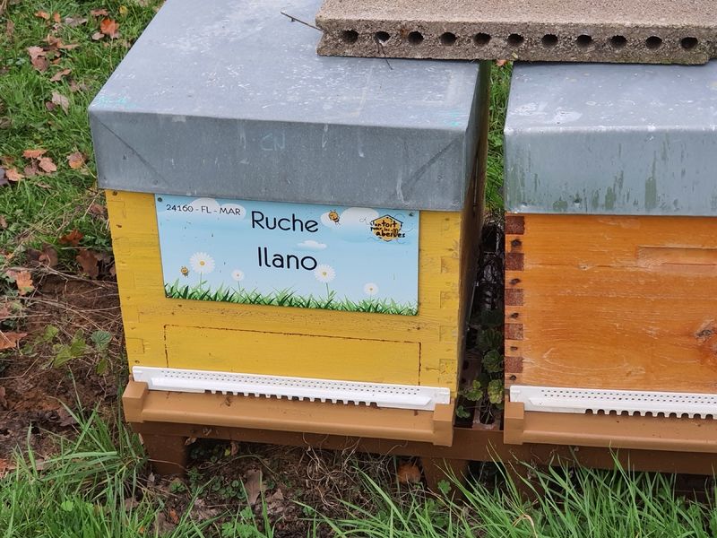 La ruche Ilano