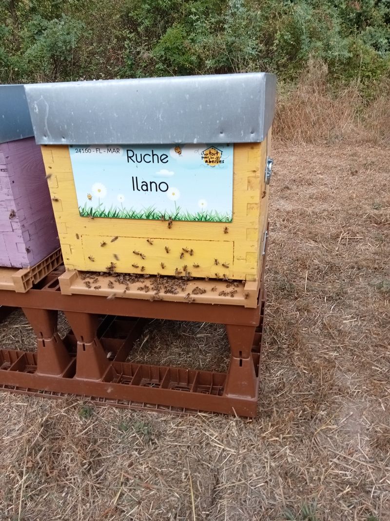 La ruche Ilano