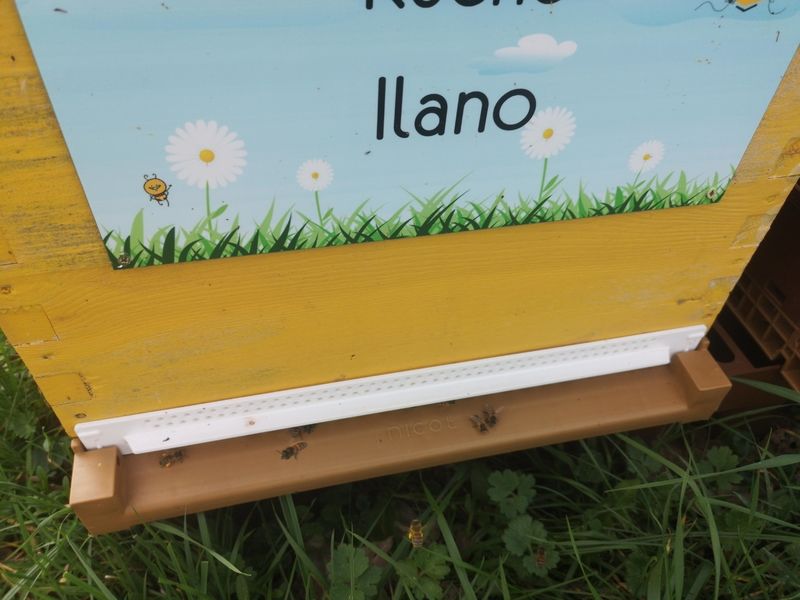 La ruche Ilano