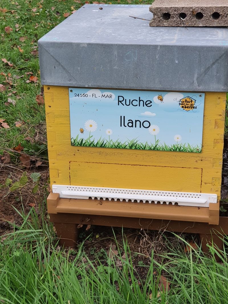 La ruche Ilano