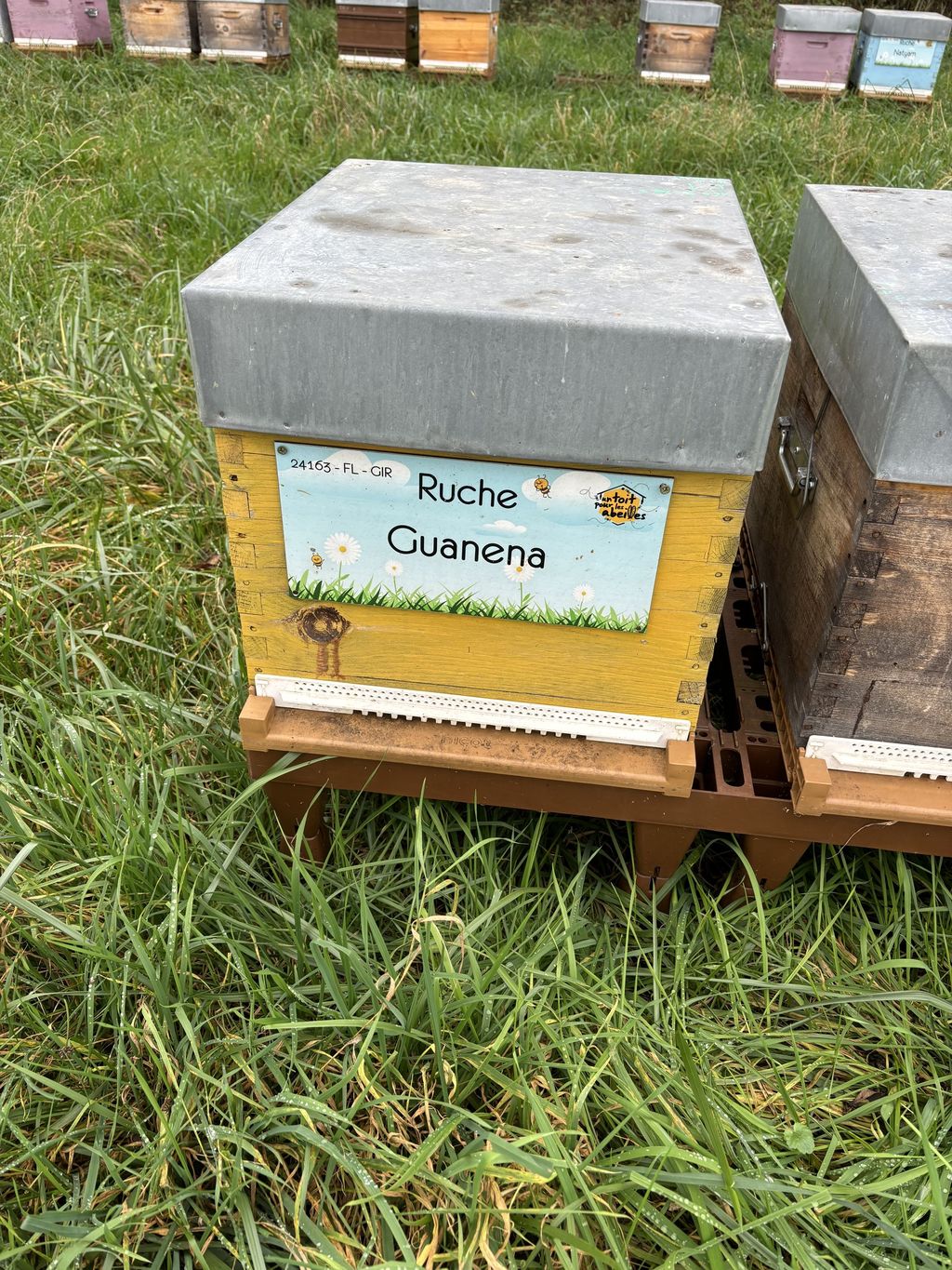 La ruche Guanena
