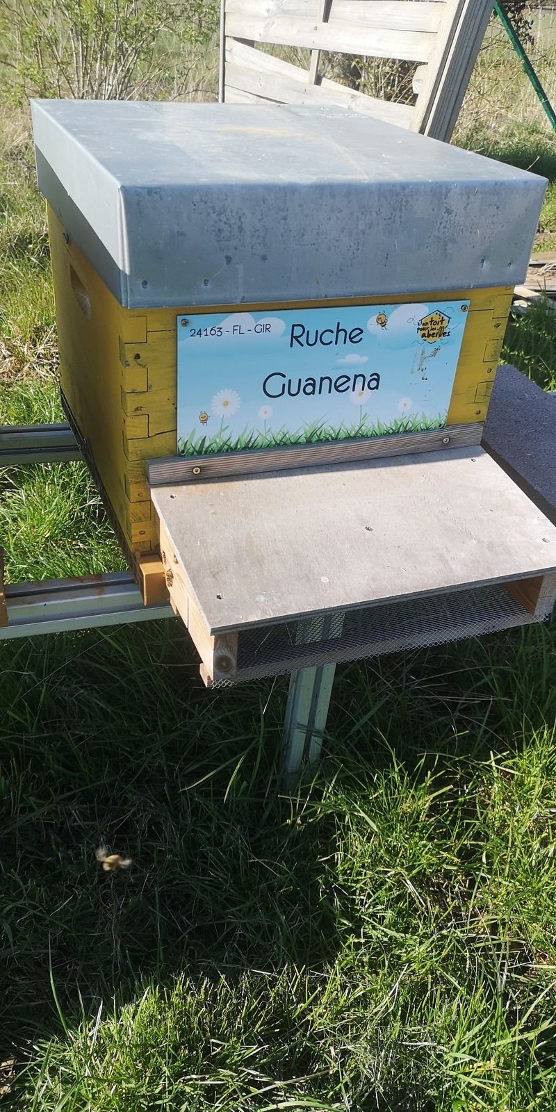 La ruche Guanena